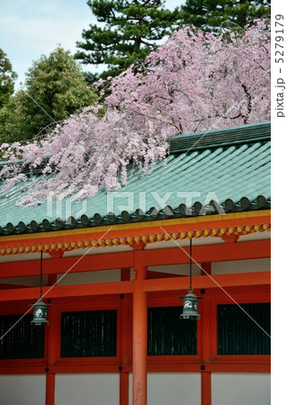 平安神宮、碧瓦と回廊の桜 5279179