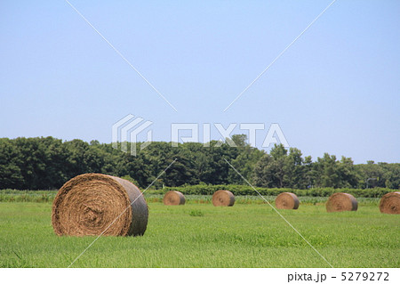 牧草ロール 牧草ロール 5279272