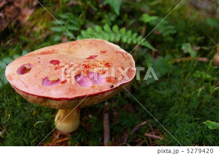 アカジコウ 5279420