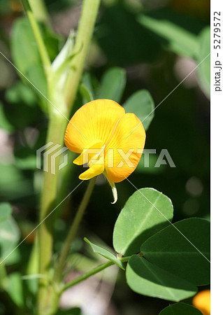 落花生の花 5279572