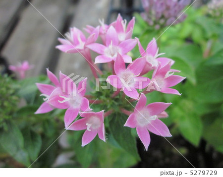 ピンク色のパナスカリ 5279729