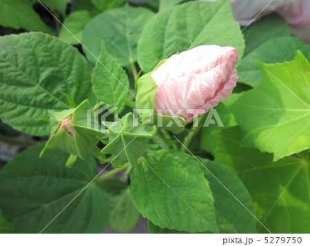 西洋フヨウ 西洋フヨウ 5279750