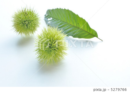 イガグリ イガグリ 5279766