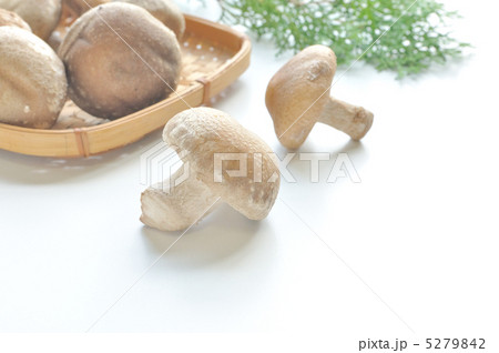生椎茸 5279842