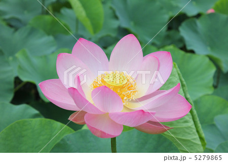 蓮 5279865