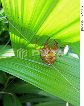 せみの抜け殻 5279975