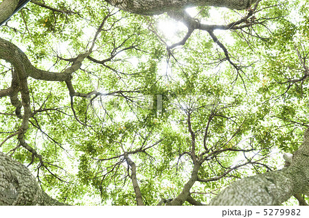くすのきの木漏れ日 5279982