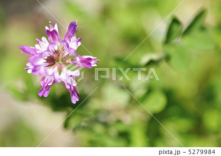 れんげ草 5279984