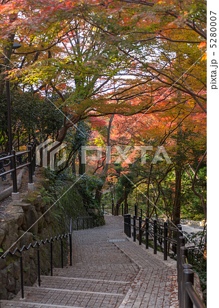 清水寺　錦雲渓 5280007
