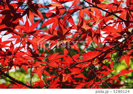秋イメージ・ノムラカエデの早い紅葉・横位置 秋イメージ・ノムラカエデの早い紅葉・横位置 5280124
