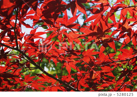 秋イメージ・ノムラカエデの早い紅葉・横位置 秋イメージ・ノムラカエデの早い紅葉・横位置 5280125