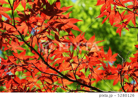 秋イメージ・ノムラカエデの早い紅葉・横位置緑バック 5280126