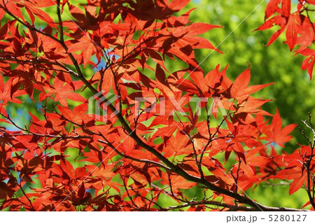 秋イメージ・ノムラカエデの早い紅葉・横位置緑バック 秋イメージ・ノムラカエデの早い紅葉・横位置緑バック 5280127