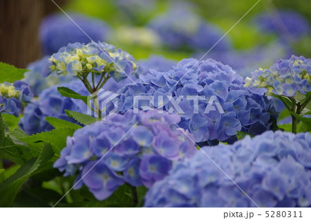 あじさい 5280311