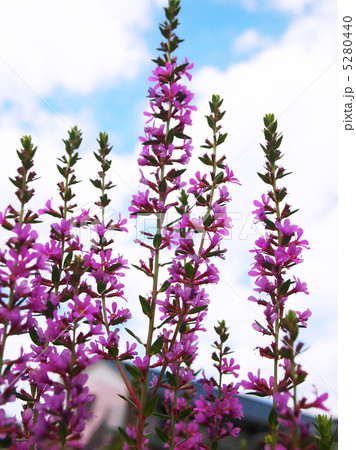 ミソハギ 5280440