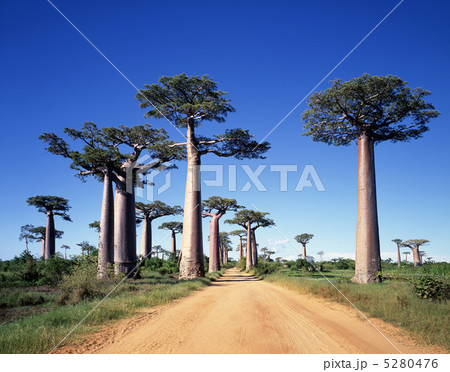 バオバブ街道 5280476