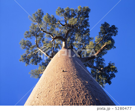 バオバブ 5280477