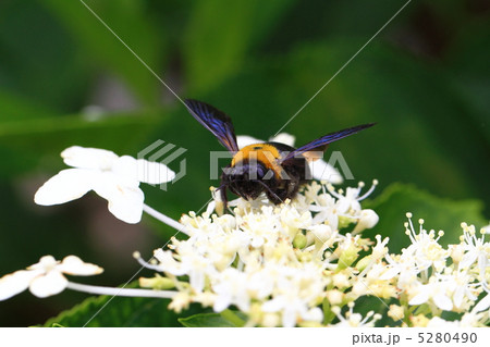 クマバチ 5280490