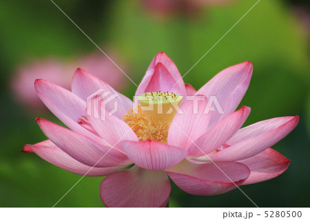 蓮花２８ 5280500