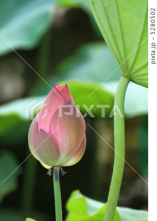 蓮花２６ 5280502