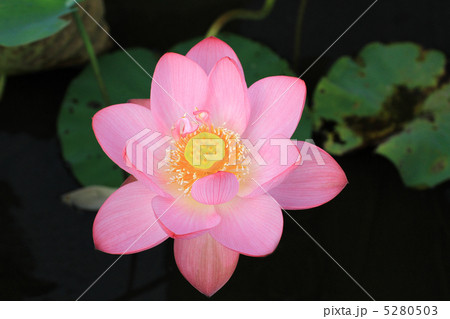 蓮花25 蓮花25 5280503