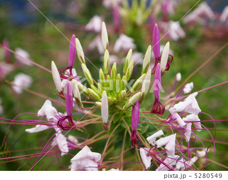 クレオメ 5280549