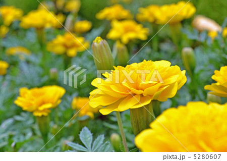 マリーゴールド 5280607