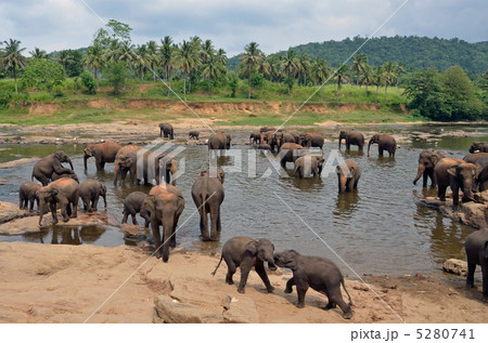 ピンナワラの象の孤児院 5280741
