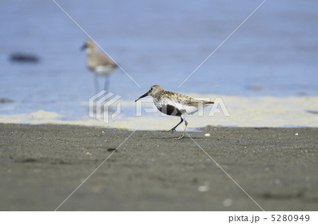 ハマシギ ハマシギ 5280949