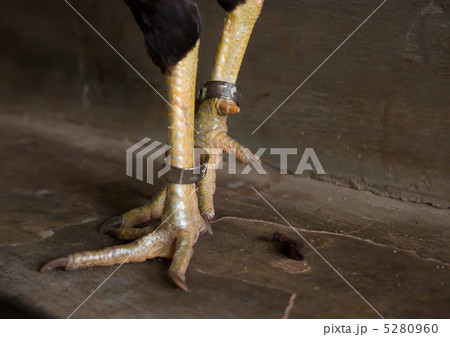 闘鶏の足の写真素材 闘鶏の足の写真素材