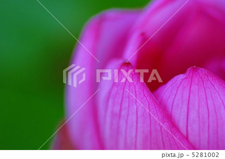 ハスの花 ハスの花 5281002