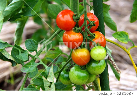 畑のミニトマト　成熟のミニトマト　 5281037