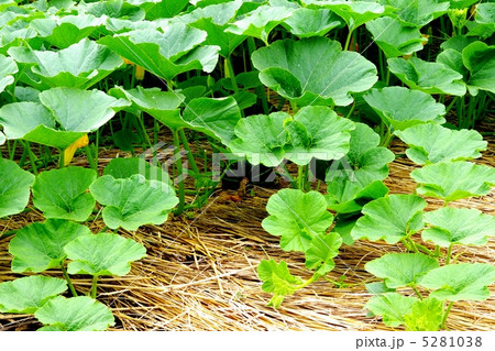 カボチャの栽培　カボチャの成育 5281038