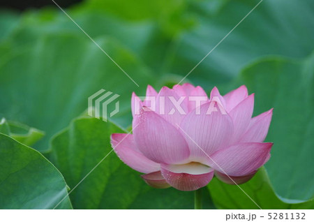 大賀ハス 大賀ハス 5281132