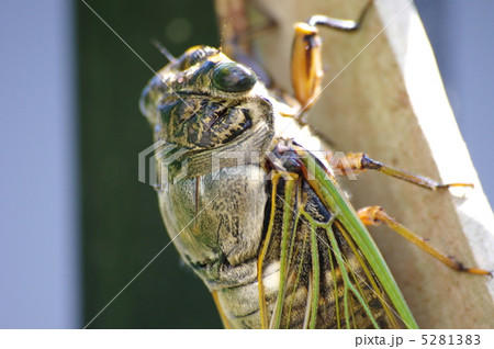 クマゼミ 5281383