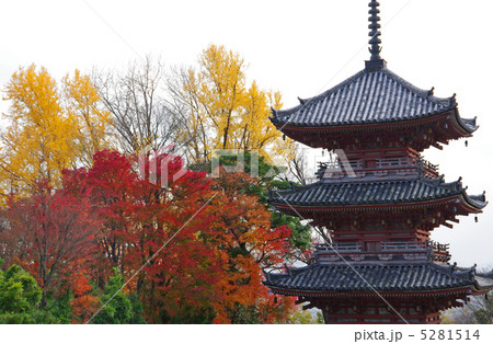 秋の宝積寺三重塔 5281514