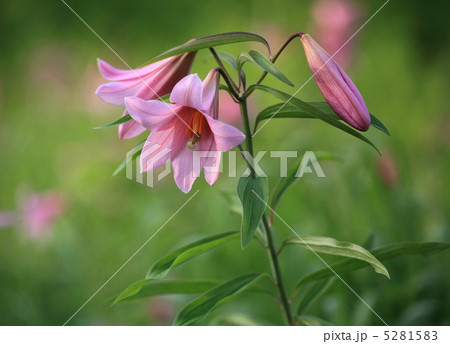 ヒメサユリ横２ 5281583