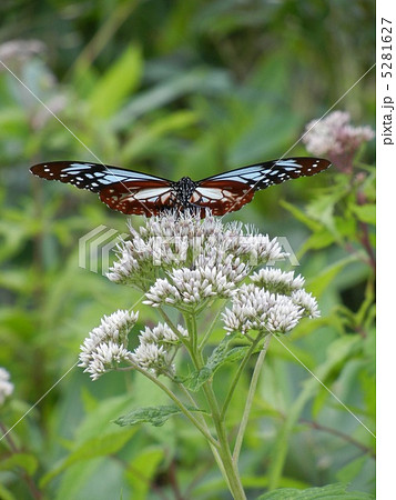 福島・裏磐梯の旅する蝶「アサギマダラ」　 5281627