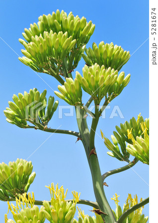 アオノリュウゼツラン アオノリュウゼツラン 5281674