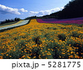 花畑 5281775