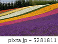 花畑 5281811
