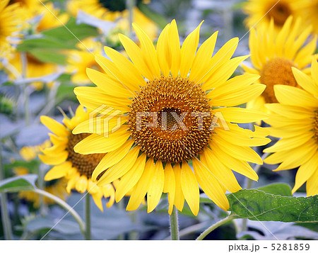 ひまわり 5281859