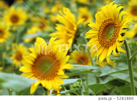 ひまわり 5281860