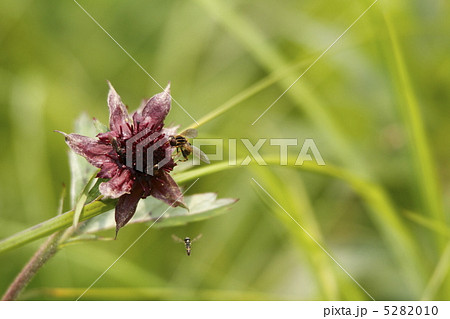 クロバナロウゲ 5282010