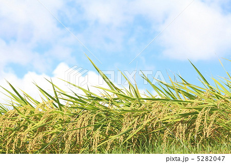 夏の収穫 夏の収穫 5282047