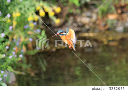 カワセミホバリング 5282075