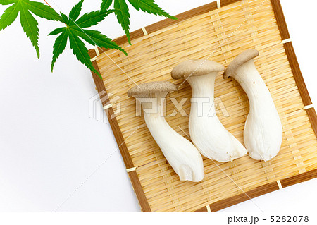 エリンギ エリンギ 5282078