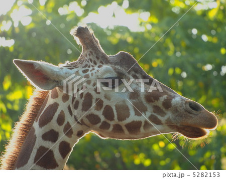 輝く輪郭 アミメキリン 輝く輪郭 アミメキリン 5282153