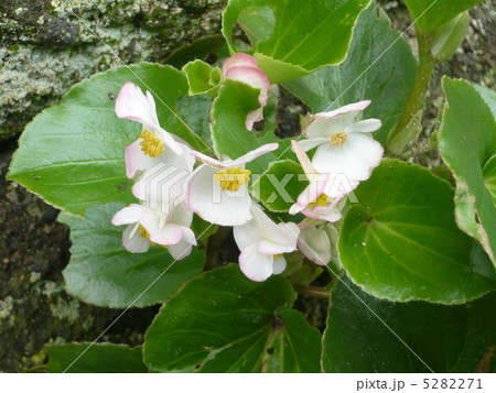 ベゴニア ベゴニア 5282271