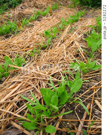 ほうれん草の芽 5282272